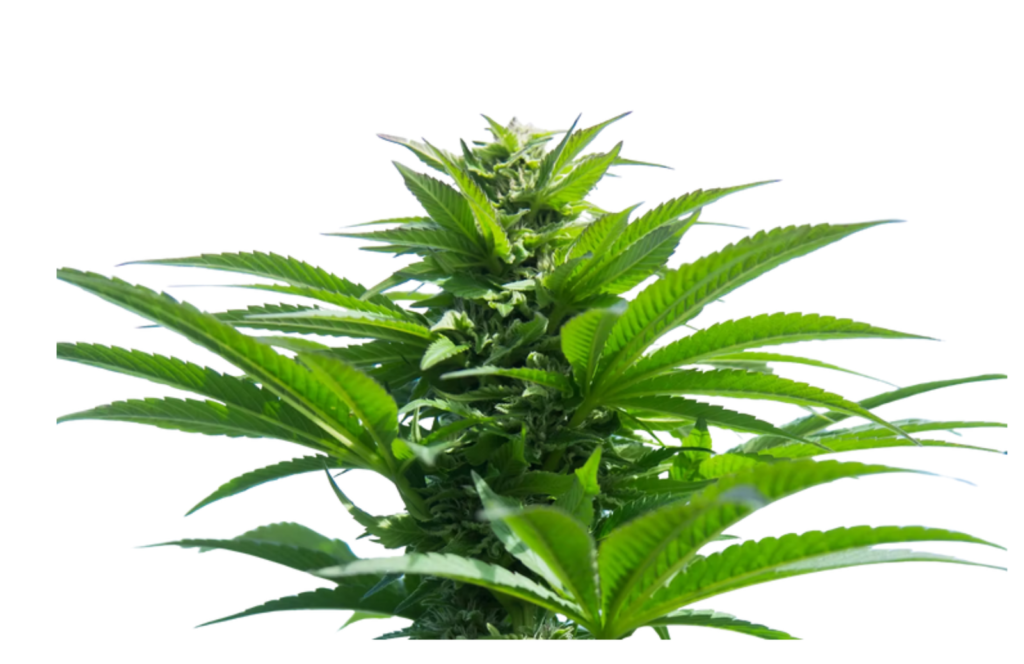 Gluerangutan Weed Strain